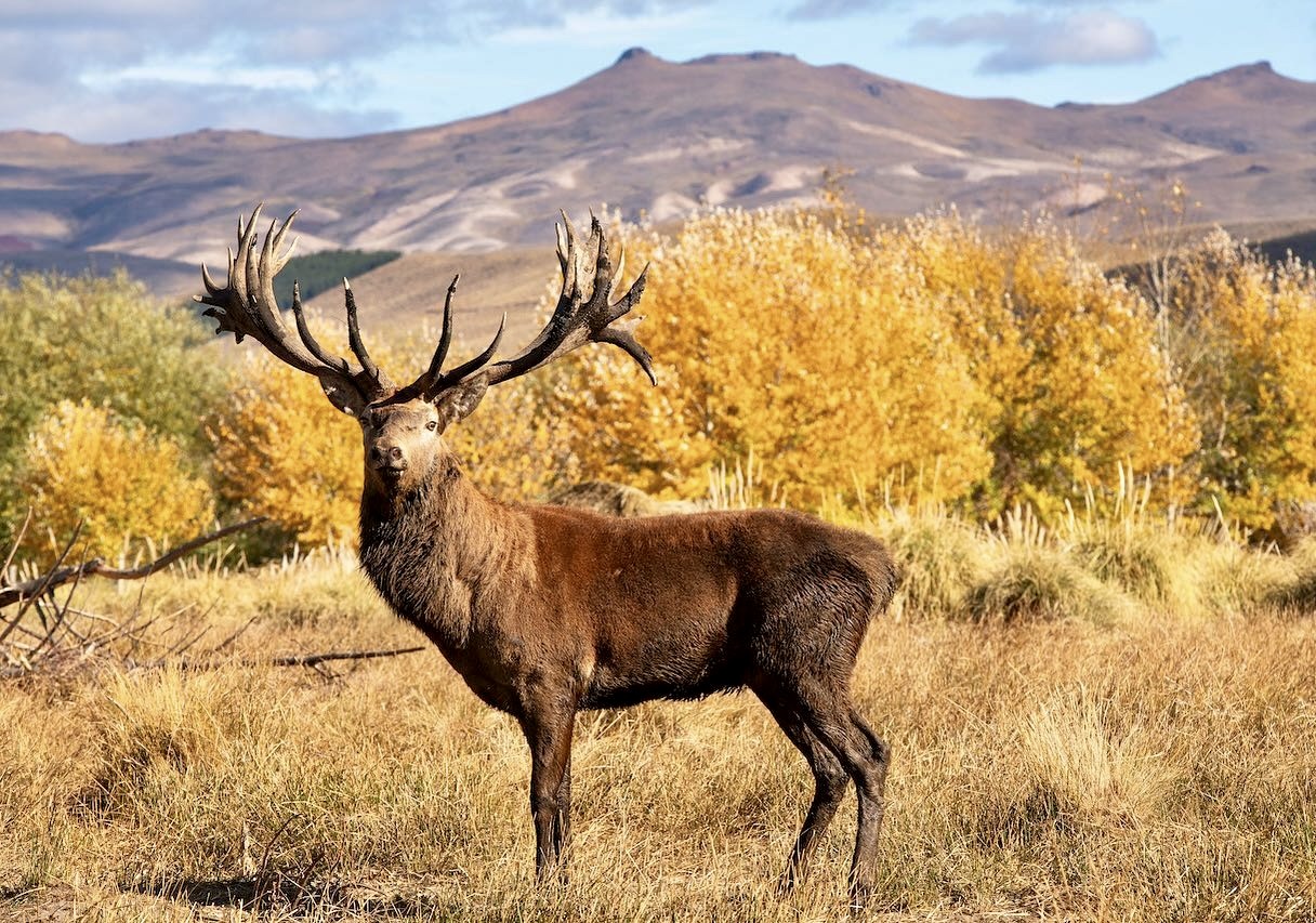Argentina Boutique Red Stag Hunt - Patagonia