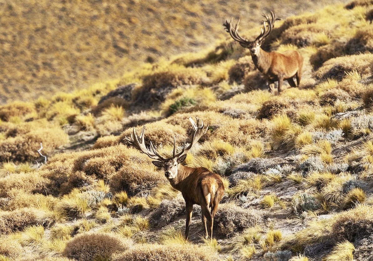Argentina Boutique Red Stag Hunt - Patagonia