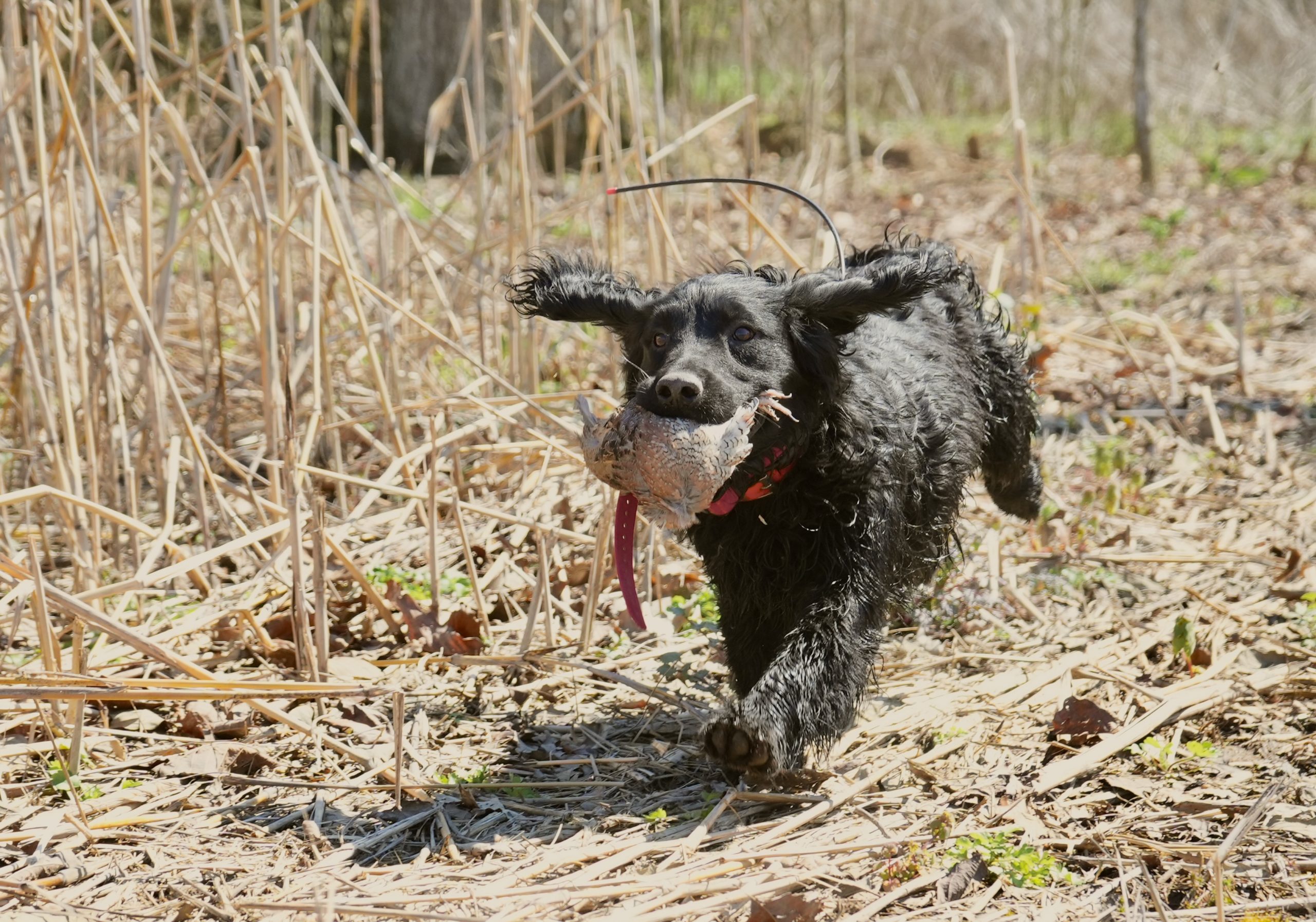 Alabama Luxury Quail, Pheasant & Deer Hunting Lodge