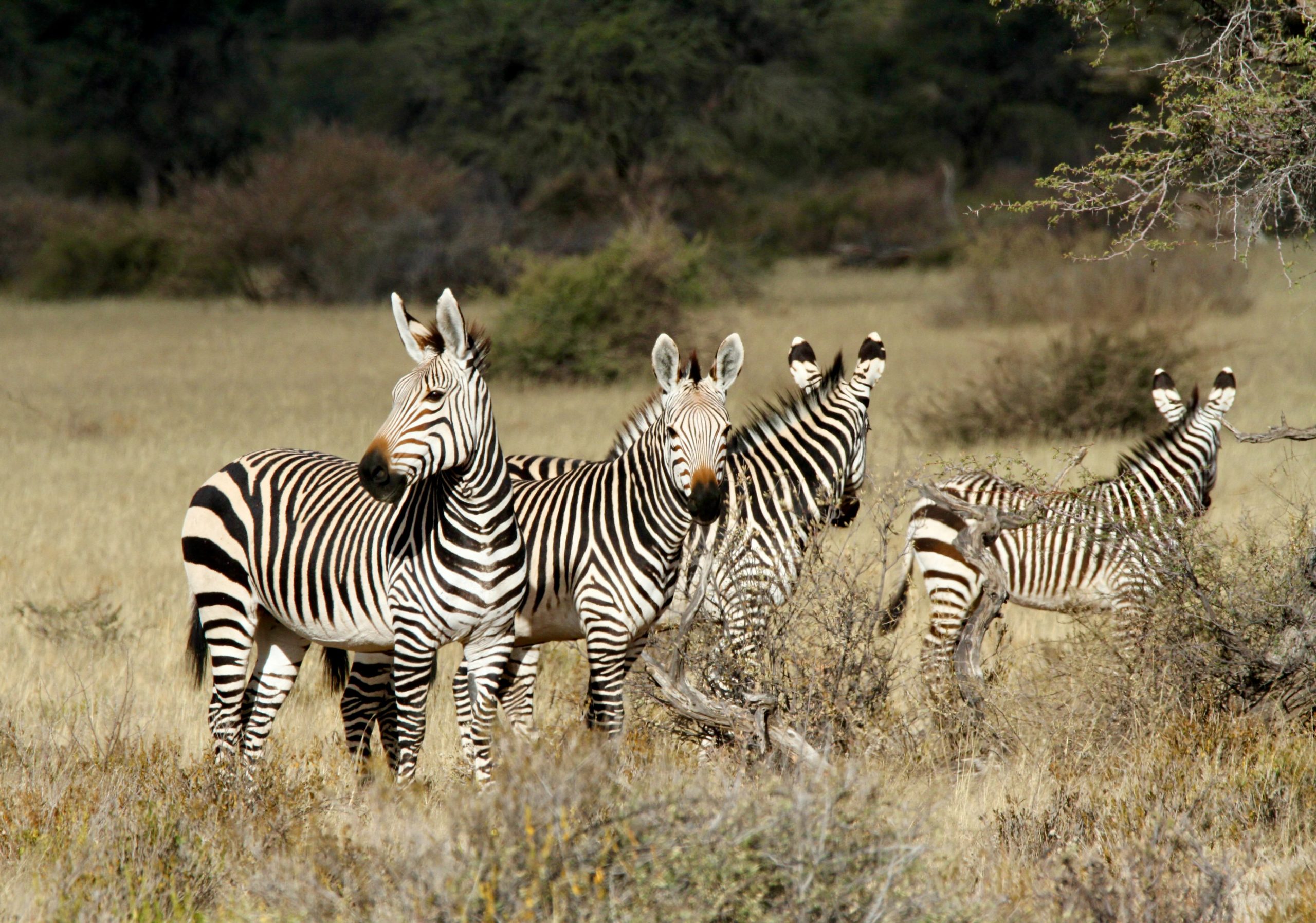 Namibia Family Hunting Safari