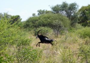 Best Hunting in the Limpopo, South Africa for Cape buffalo, kudu, and sable