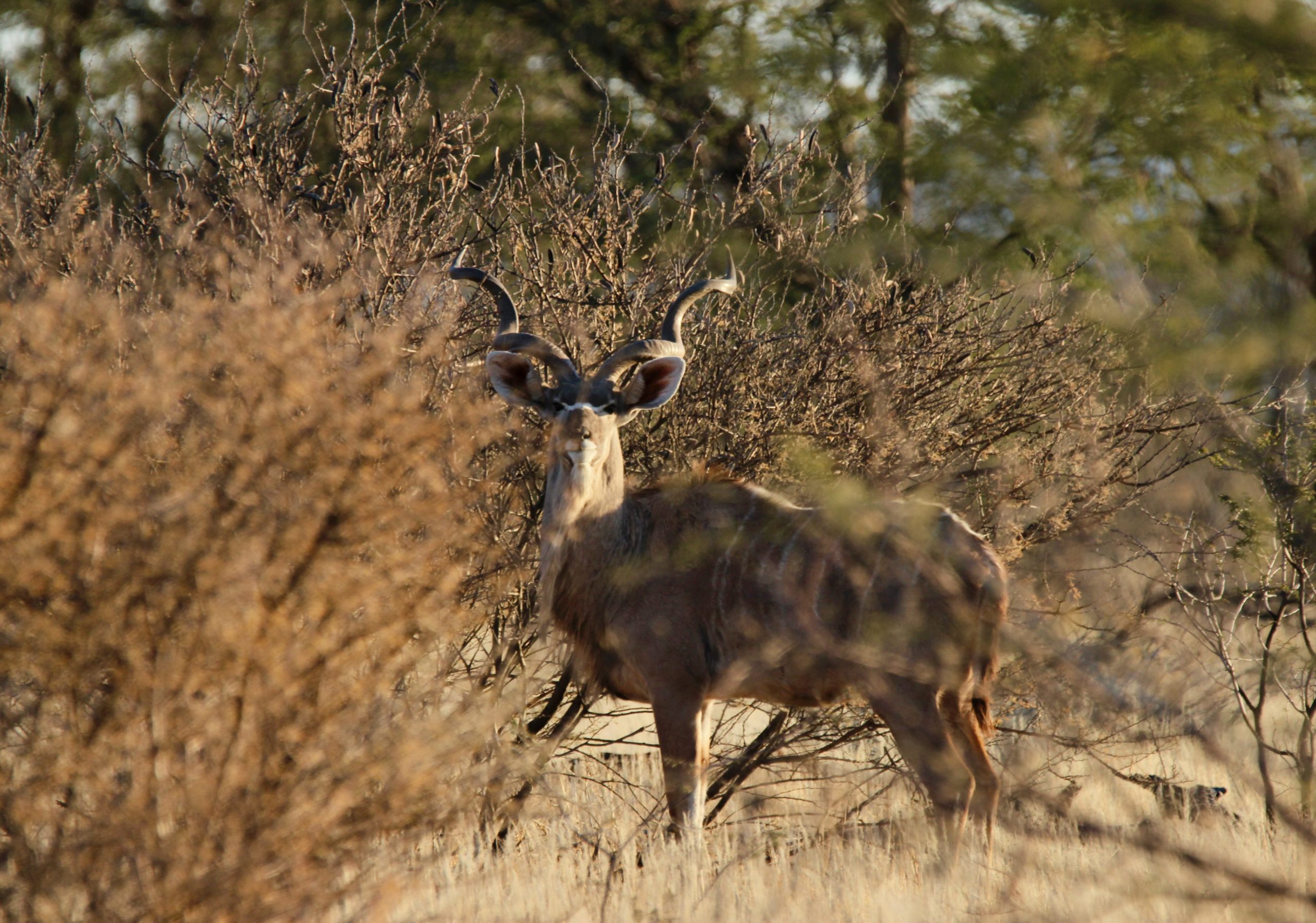 Namibia Family Hunting Safari