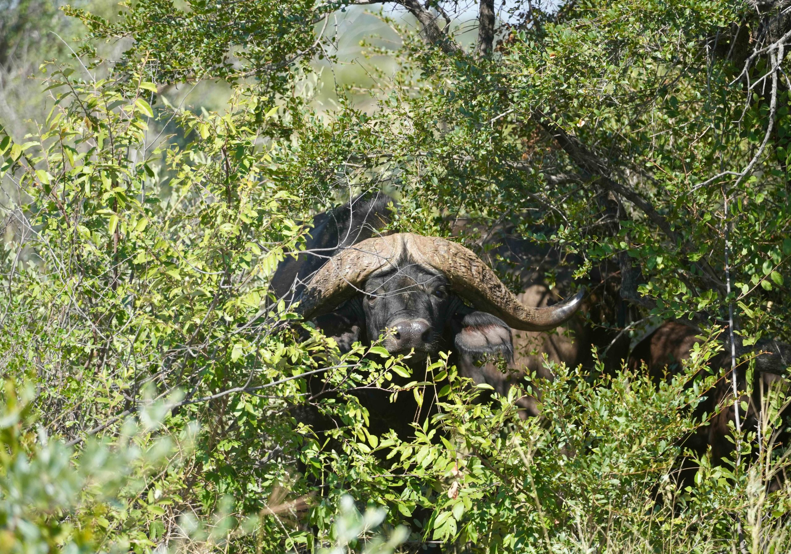 South Africa Hunting Lodge - Limpopo