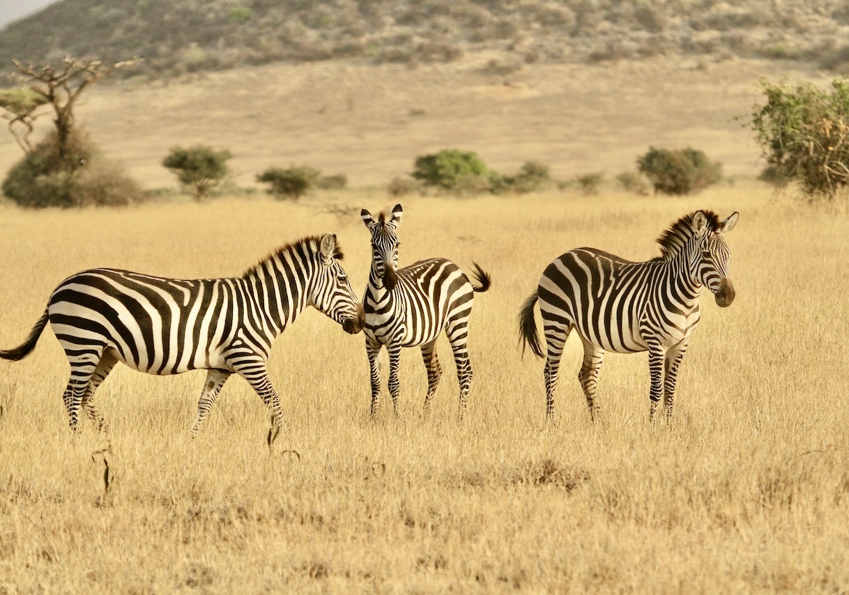 Tanzania Hunting Safari