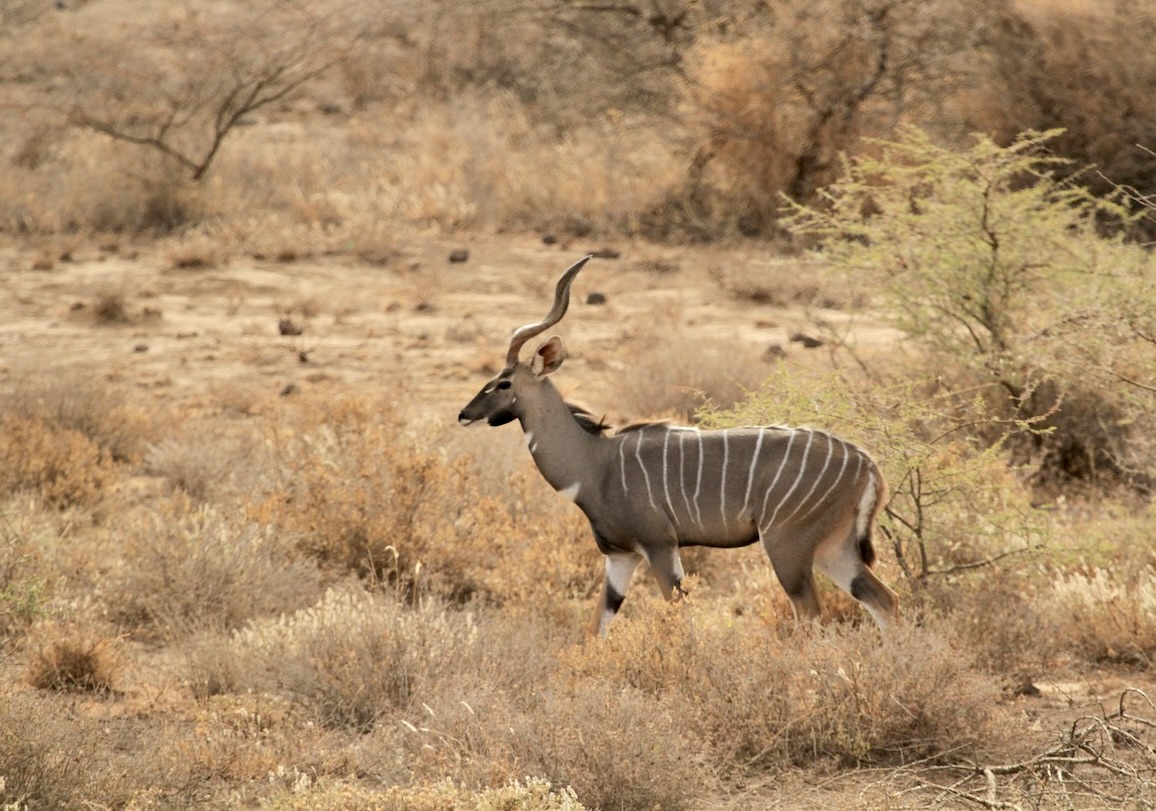 Tanzania Hunting Safari