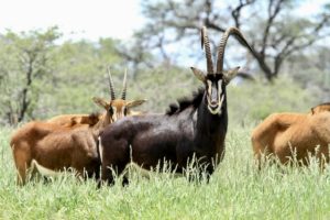 Namibia Family Hunting Safari