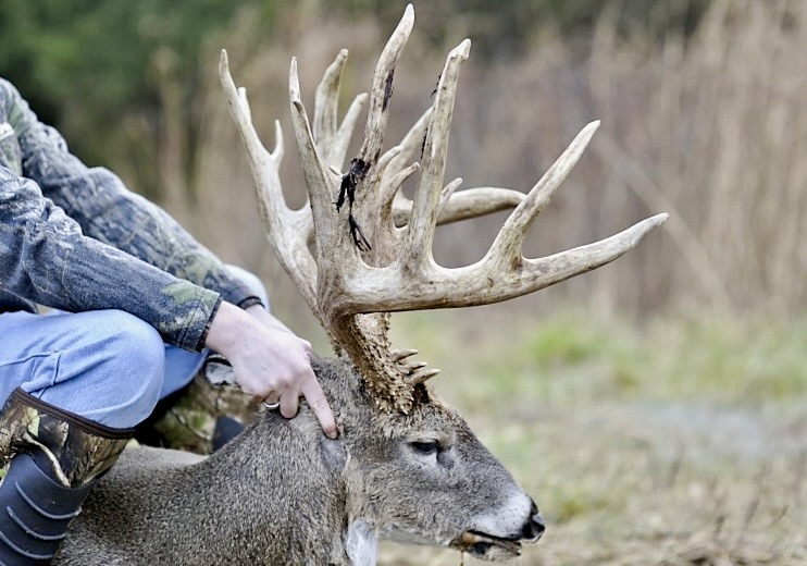 Alabama Luxury Quail, Pheasant & Deer Hunting Lodge