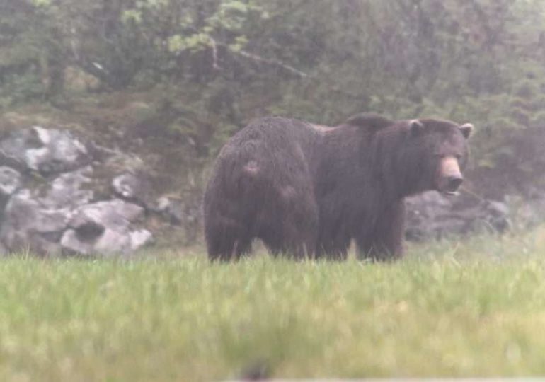 Alaska Brown Bear Hunt - Cabin