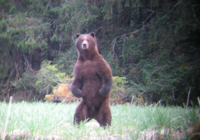 Alaska Brown Bear Hunt - Cabin