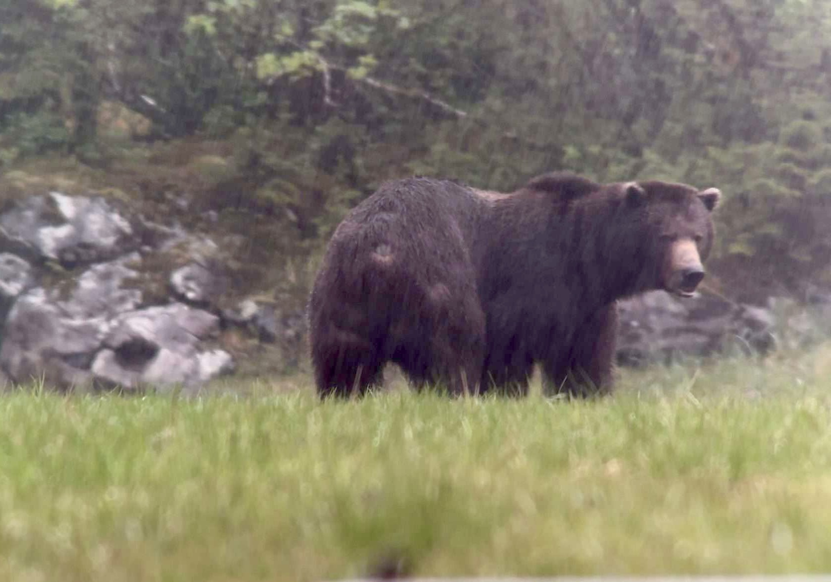 Alaska Luxury Bear Hunt - Yacht