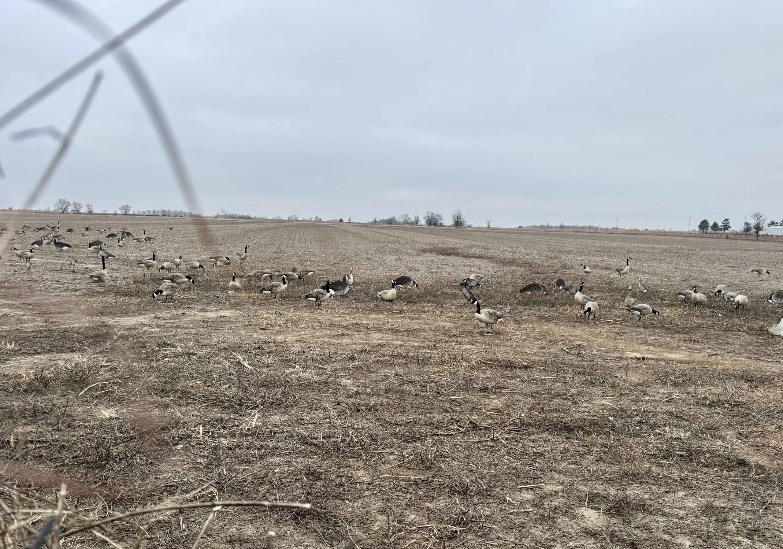 Kansas Waterfowl and Upland Hunt