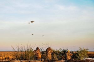 Morning limit of ducks from a blind on the Paraná River
