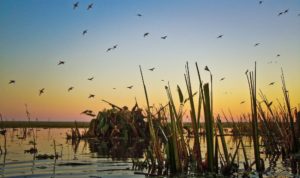 Hunter in a duck blind at first light — high-limit duck hunting in Argentina
