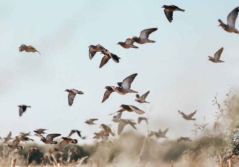 Argentina Wingshooting and Touring