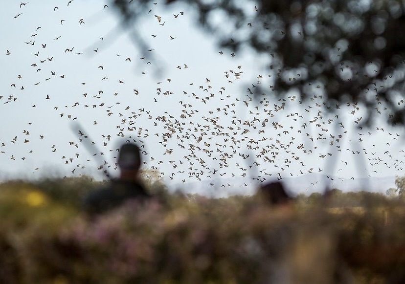Argentina Wingshooting and Touring