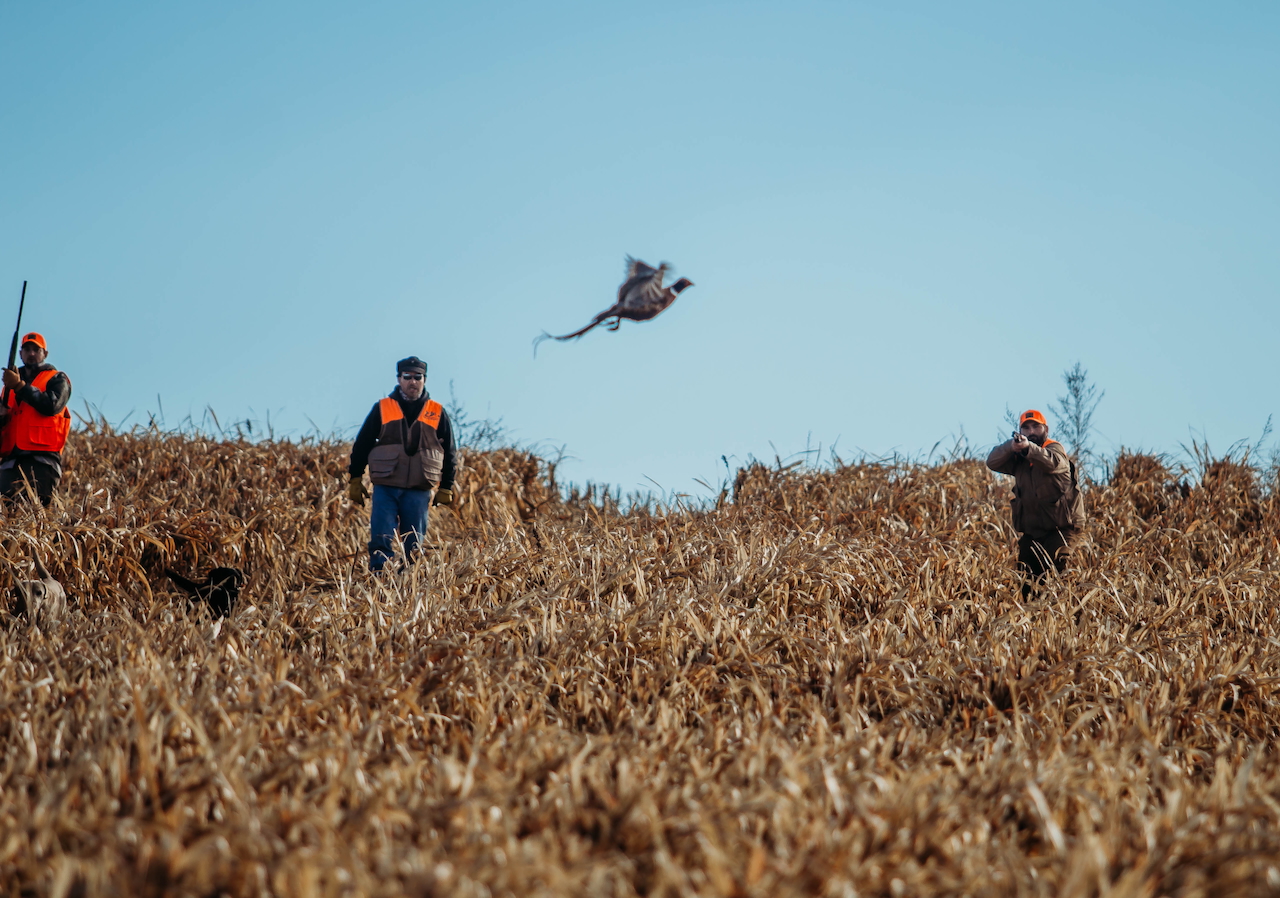 South Dakota Pheasant Hunting Lodge – Wild & Preserve Hunts