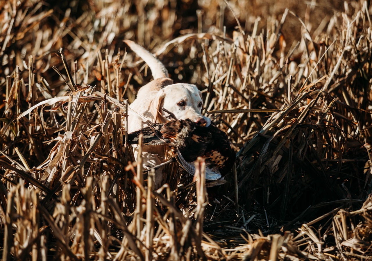 South Dakota Pheasant Hunting Lodge – Wild & Preserve Hunts
