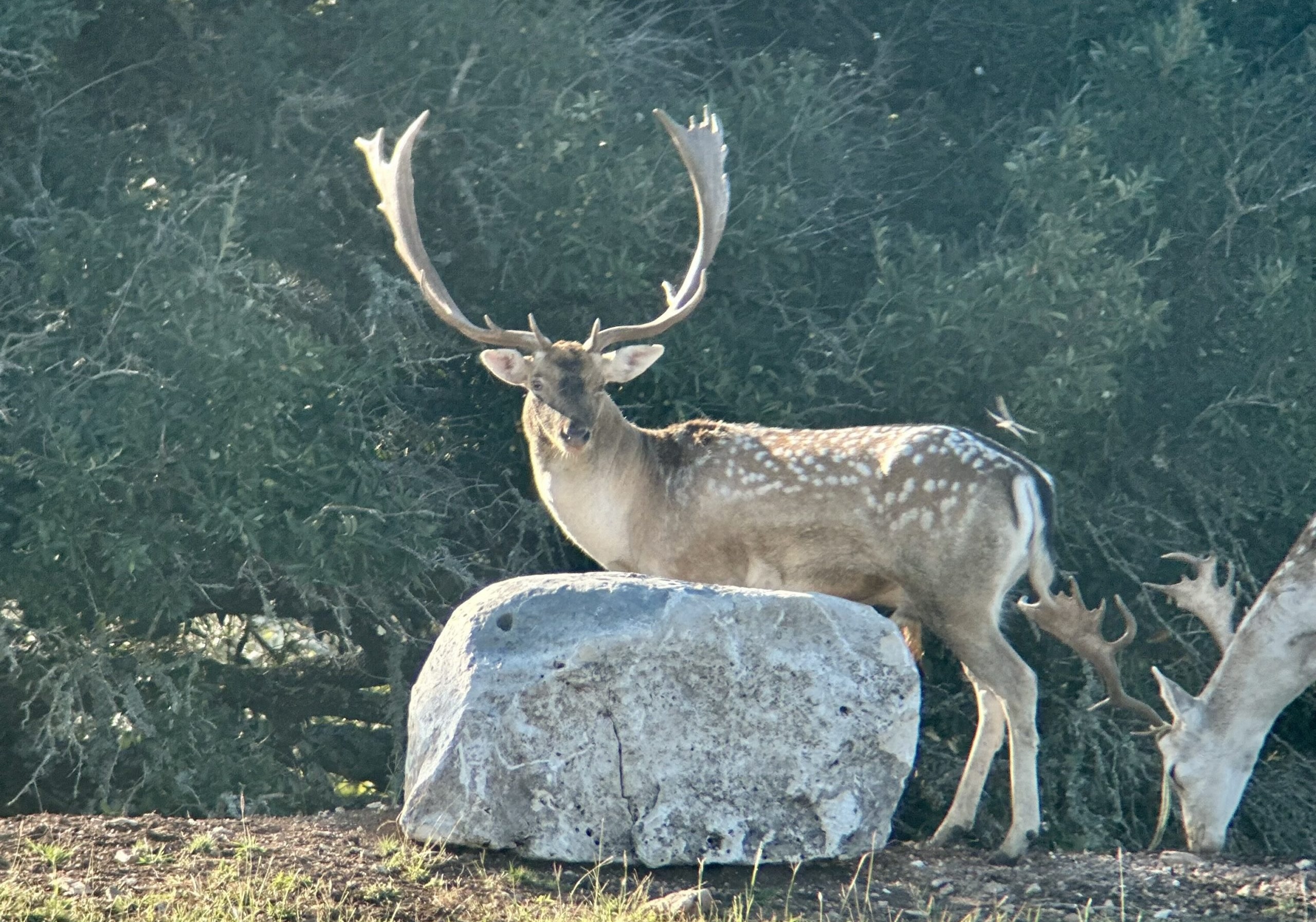 Texas Exotics and Whitetail - Mountain Home