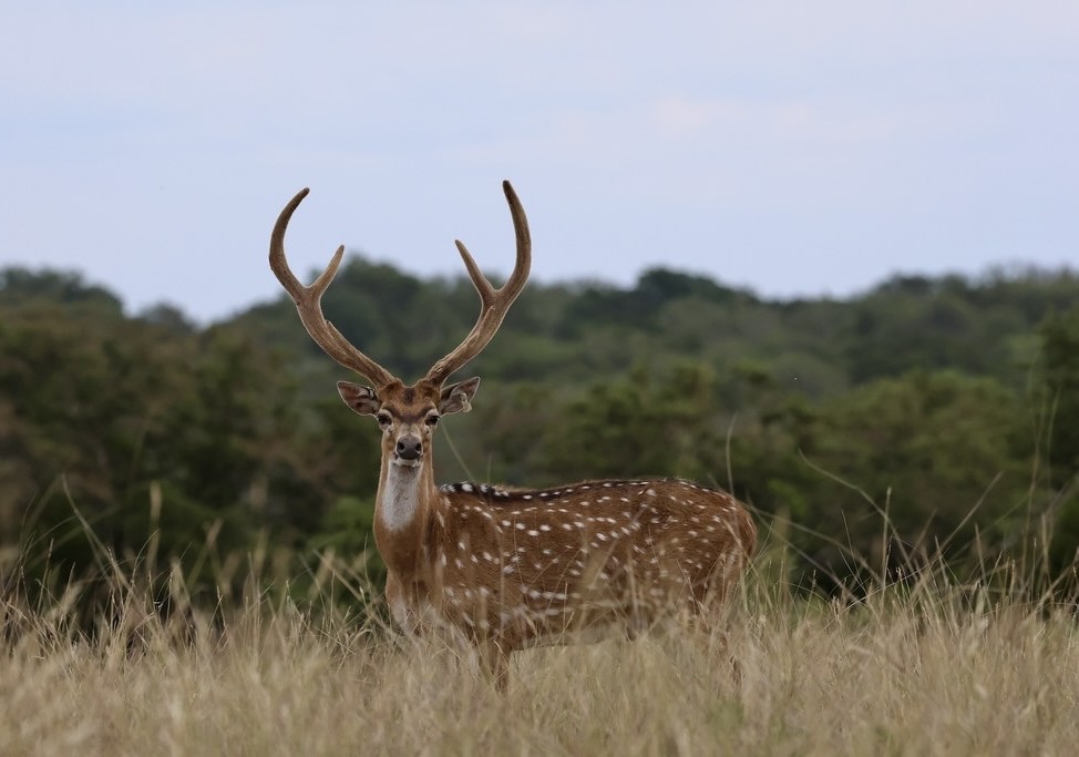 Texas Exotics and Whitetail - Mountain Home