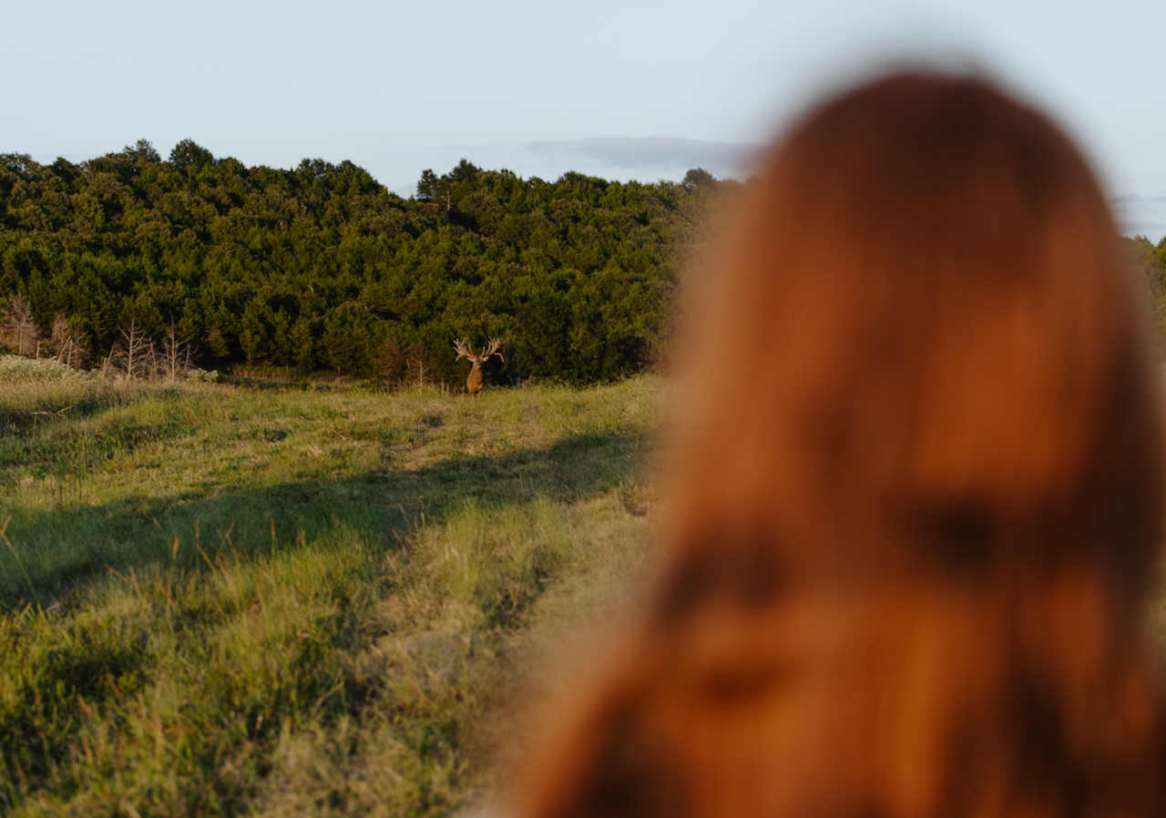 Oklahoma Elk & Red Stag – Luxury Estate Hunt