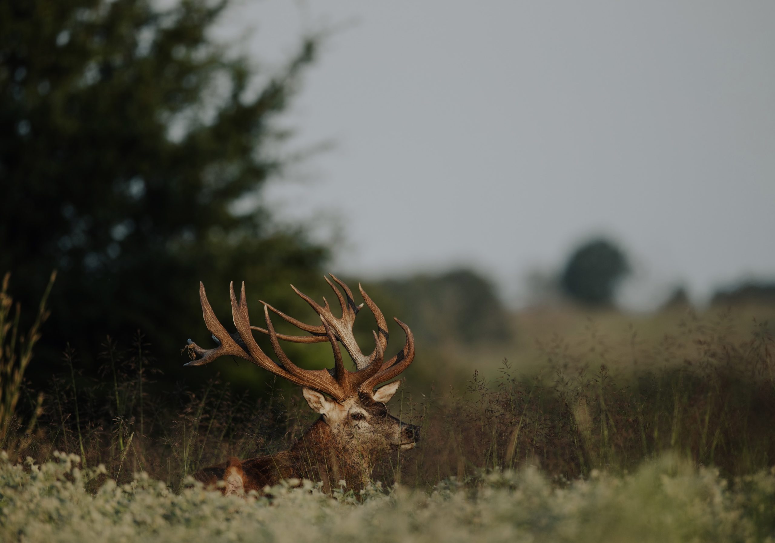 Oklahoma Elk & Red Stag – Luxury Estate Hunt