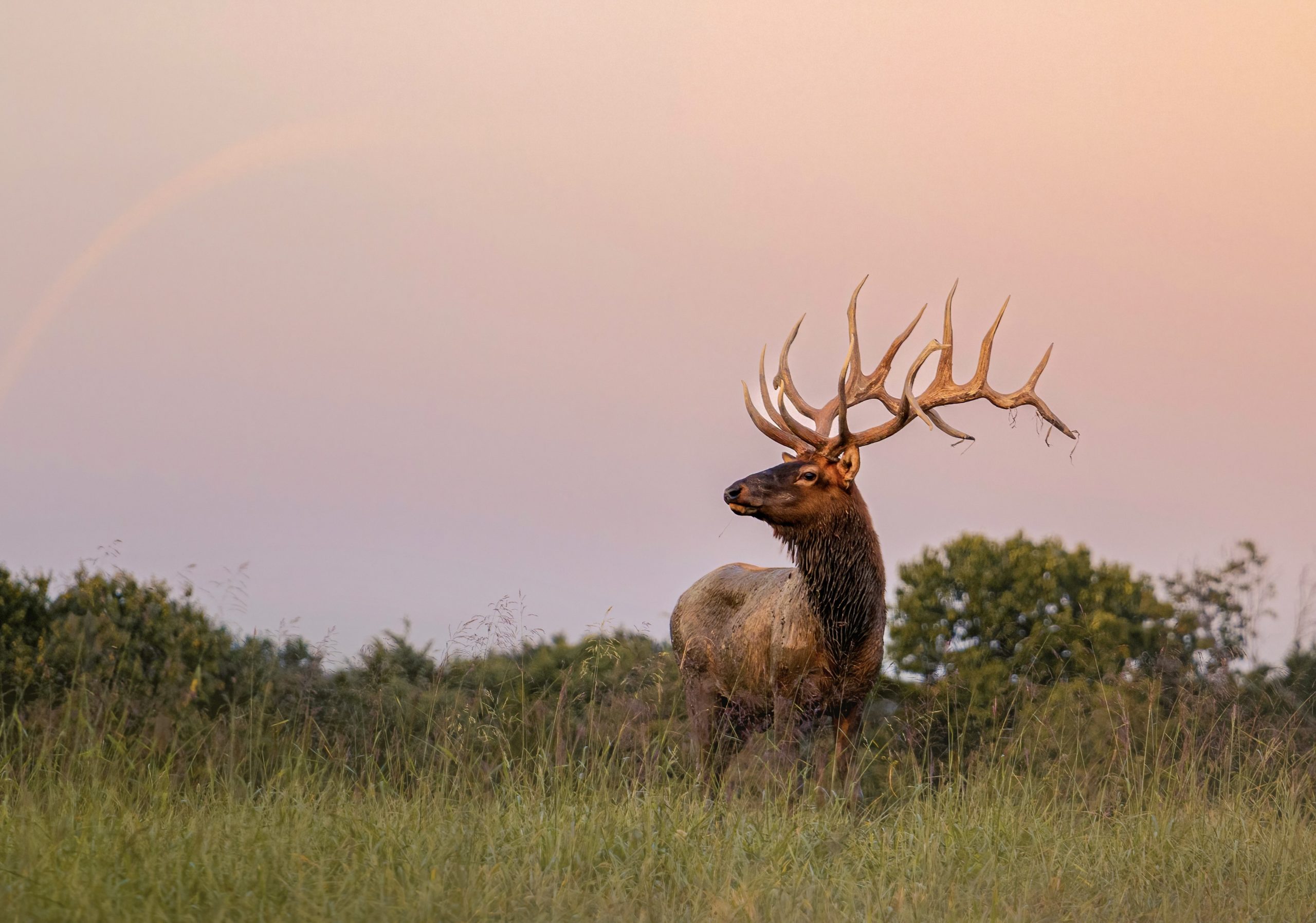 Oklahoma Elk & Red Stag – Luxury Estate Hunt