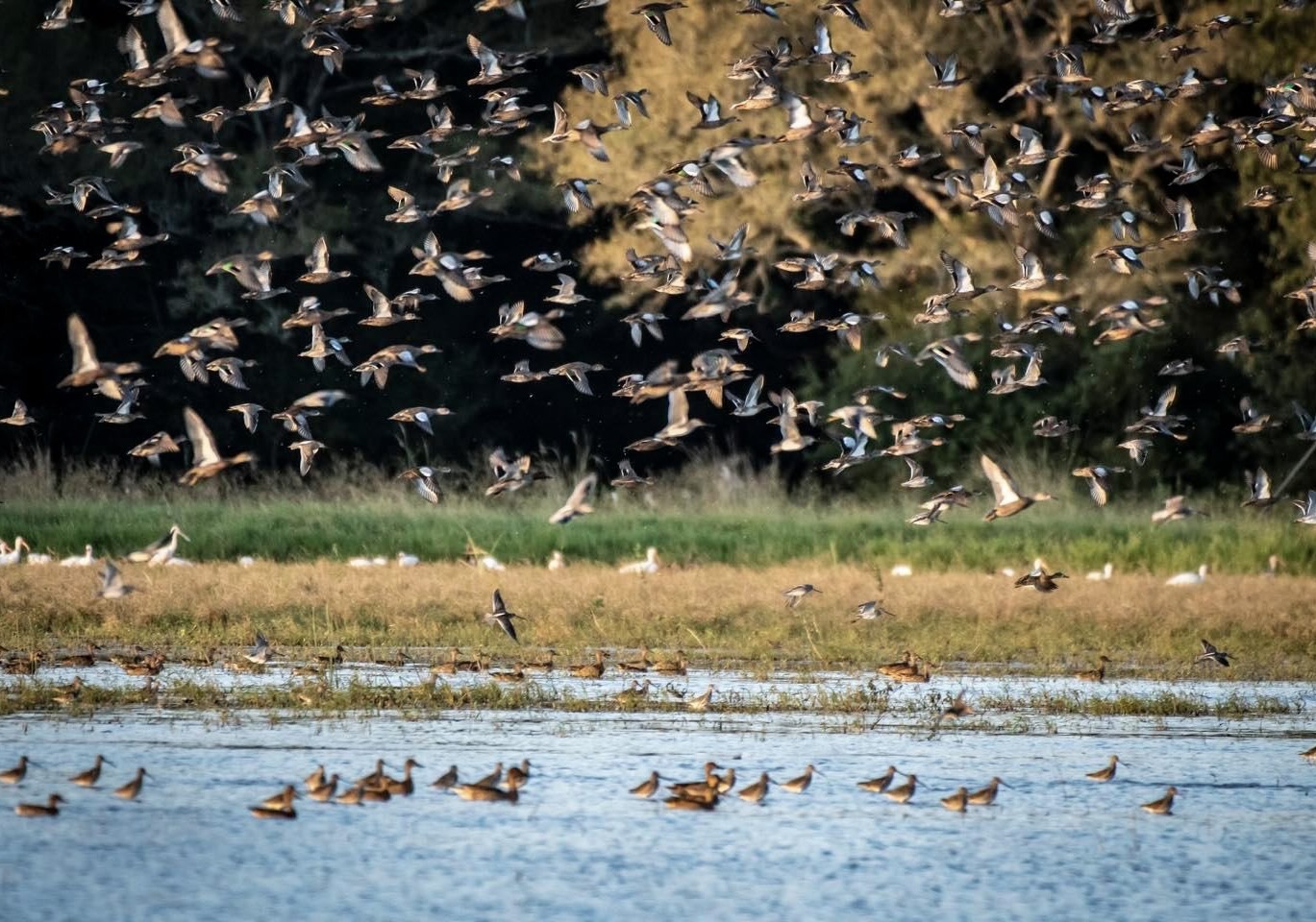 Texas Luxury Duck, Upland, Fishing Lodge