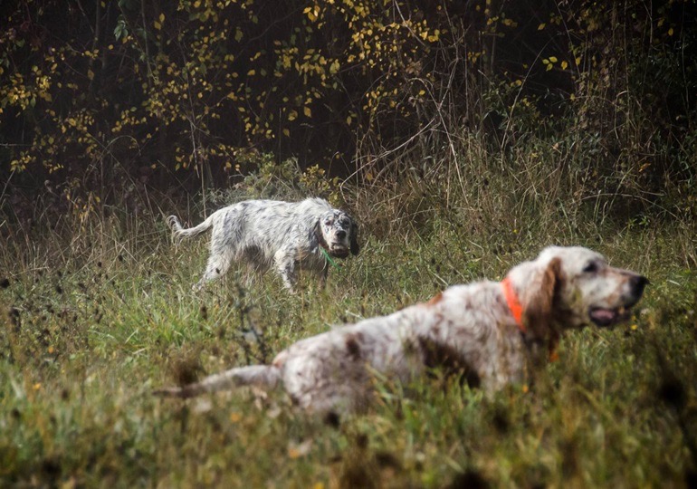 Italy Wingshooting and Touring Italy Wingshooting and Touring