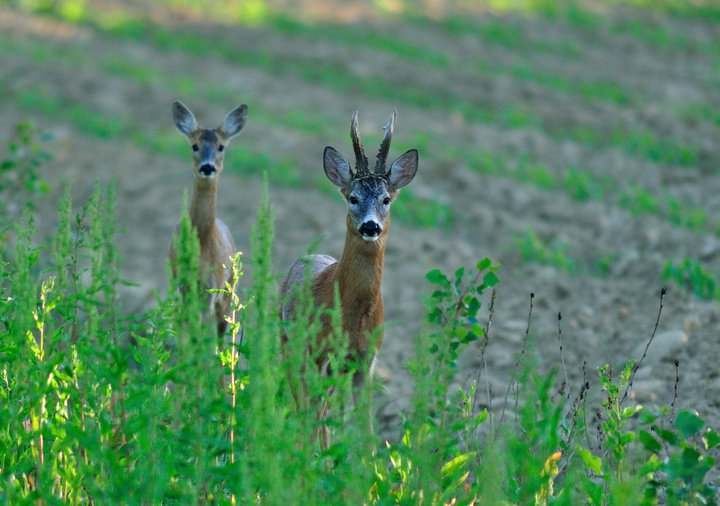 Italy Big Game Hunting and Touring Italy Big Game Hunting and Touring