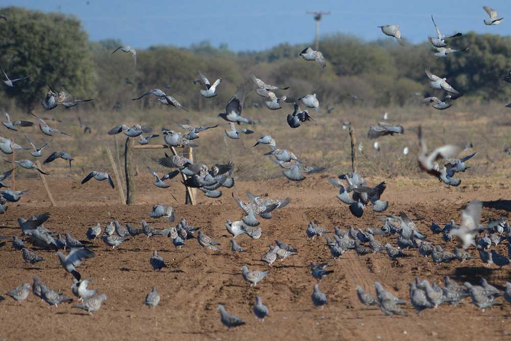 Argentina Private Dove Lodge Argentina Private Dove Lodge