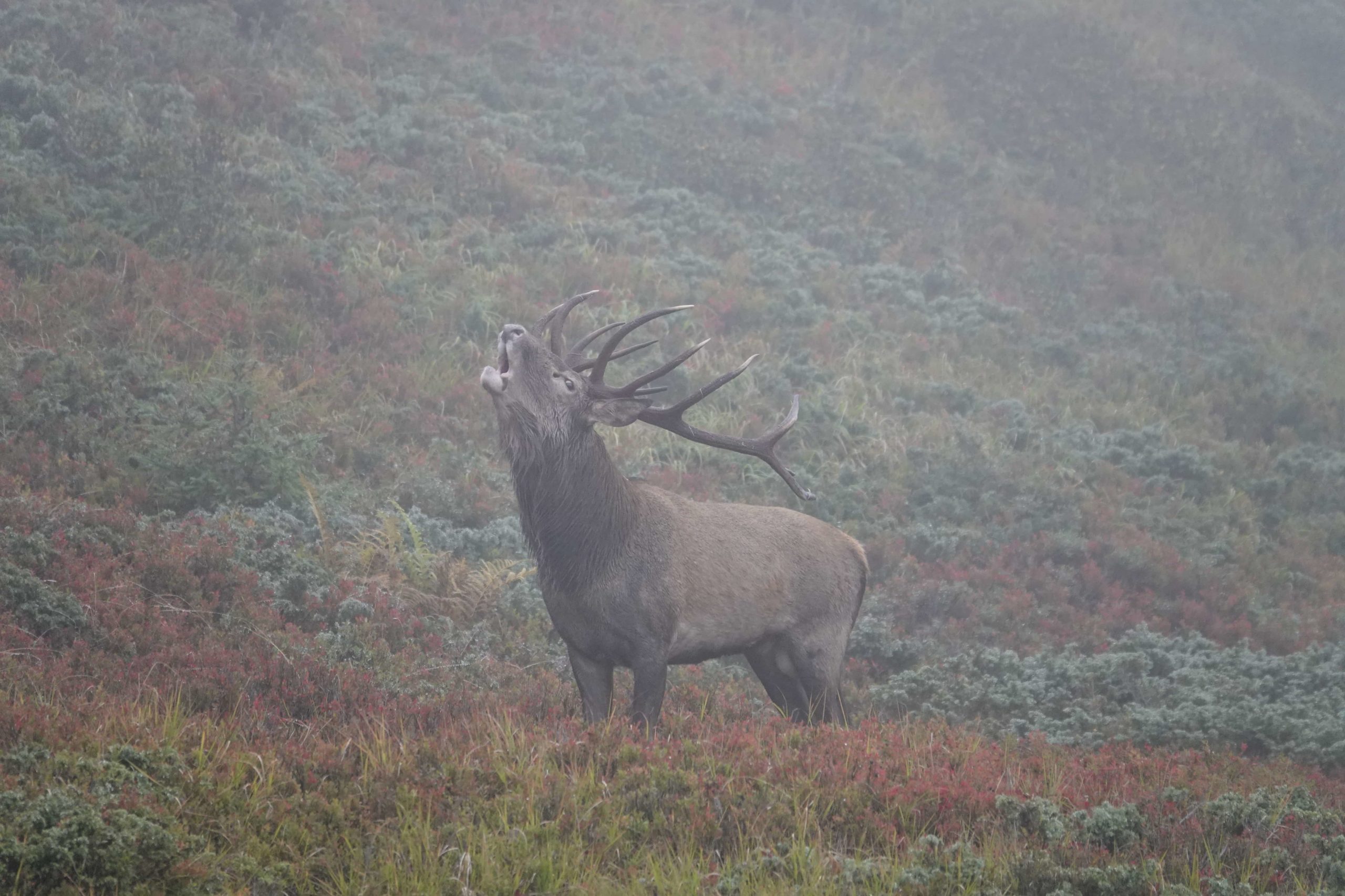 Italy Big Game Hunting and Touring Italy Big Game Hunting and Touring