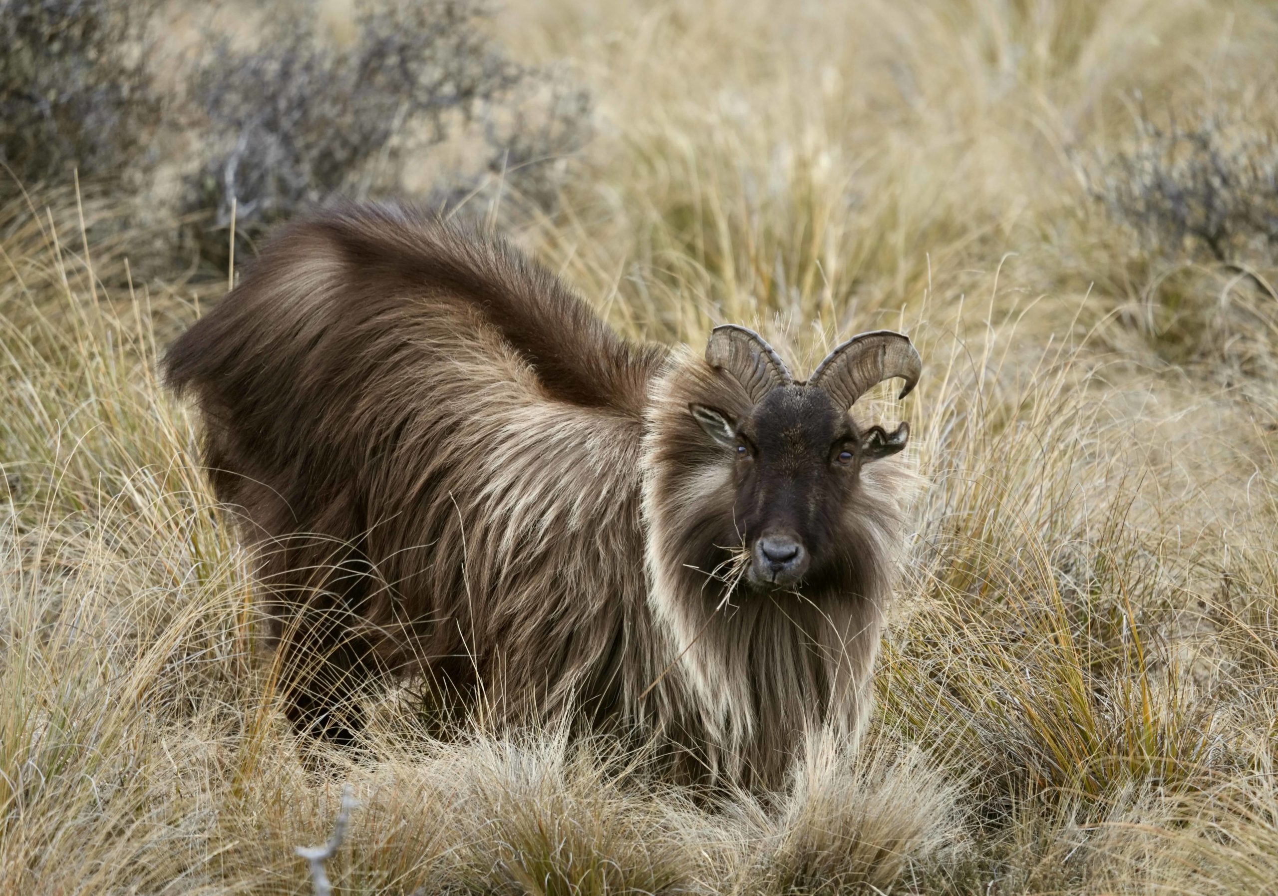 New Zealand Big Game Hunting and Touring New Zealand Big Game Hunting and Touring