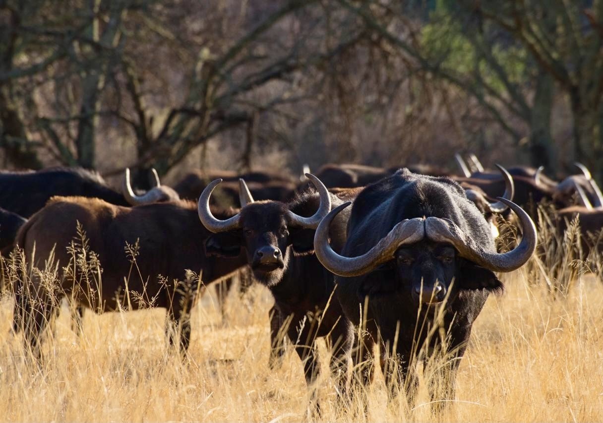 Africa Big Game Hunting and Touring