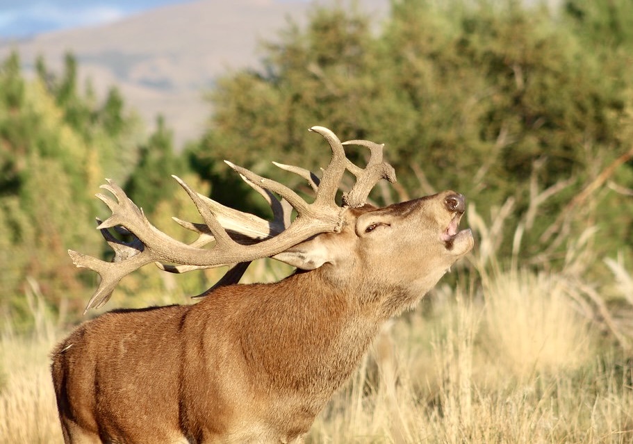 Argentina Big Game and Touring