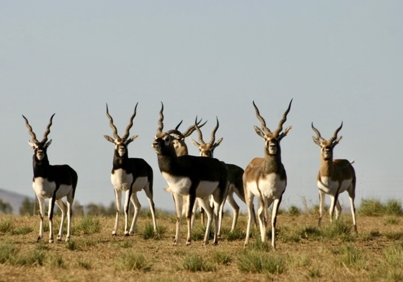 Argentina Big Game and Touring Argentina Big Game and Touring