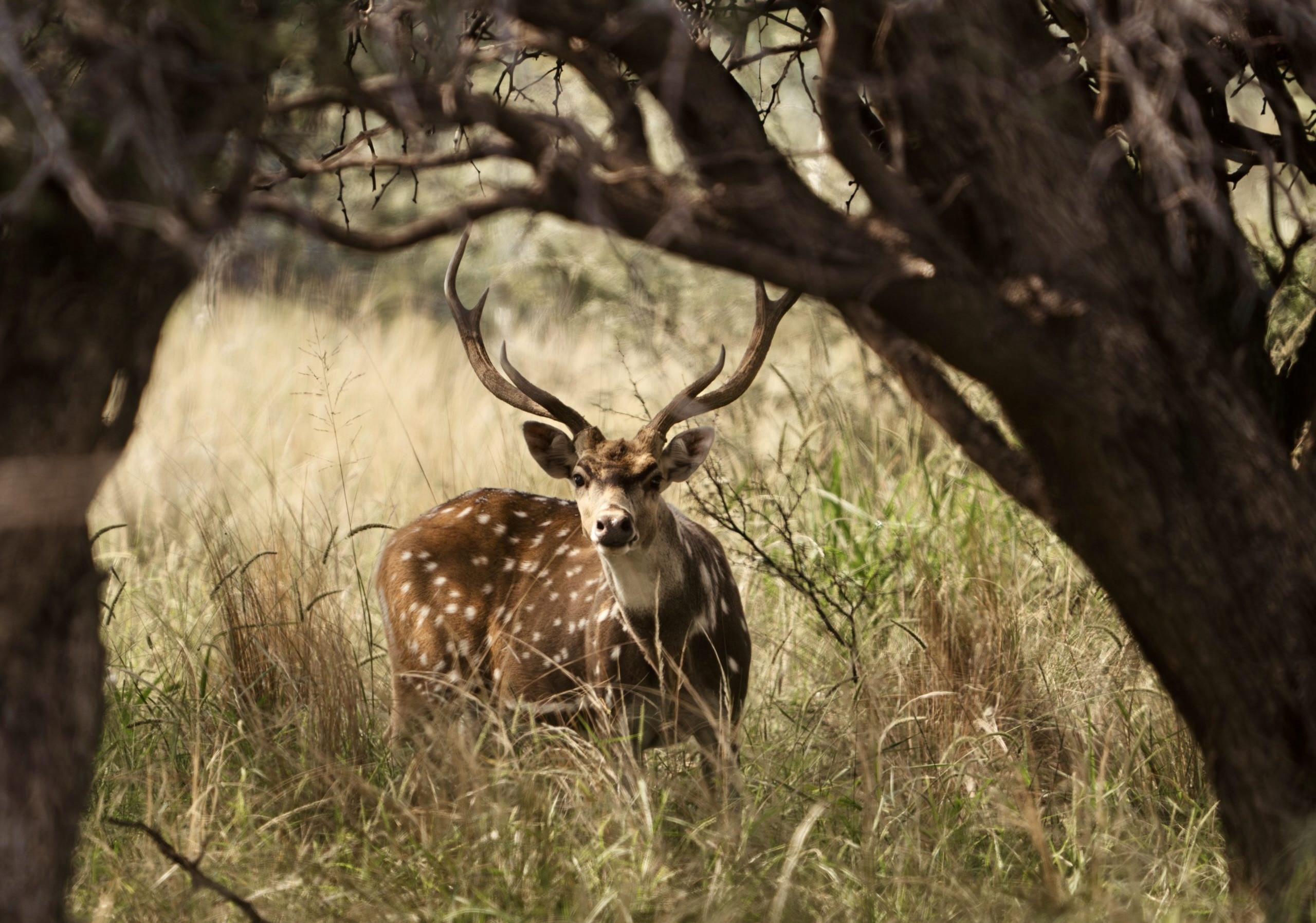 Argentina Big Game and Touring Argentina Big Game and Touring