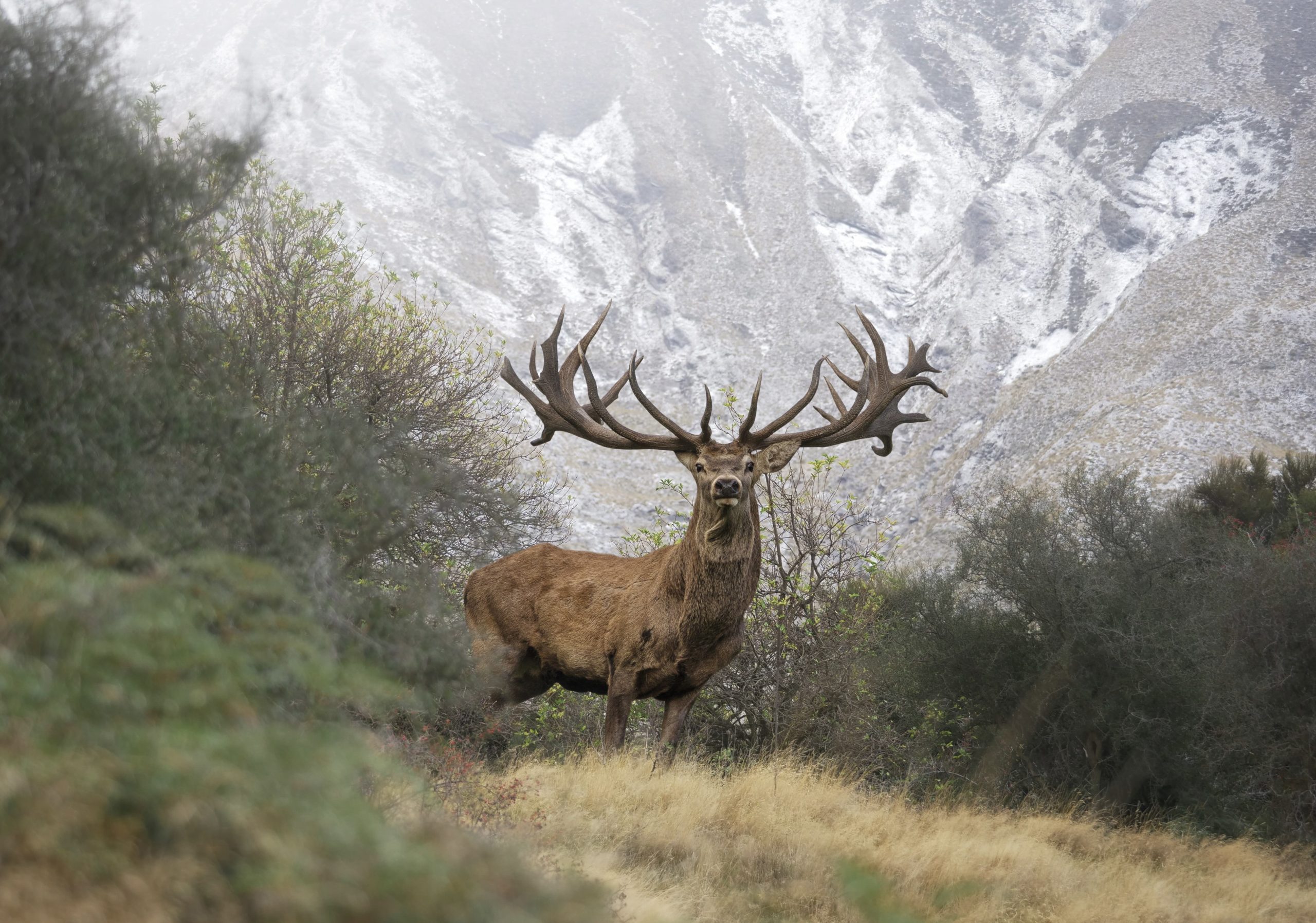 New Zealand Big Game Hunting and Touring