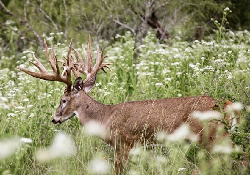 Texas Exotics Hunting Ranch - Texas Hill Country