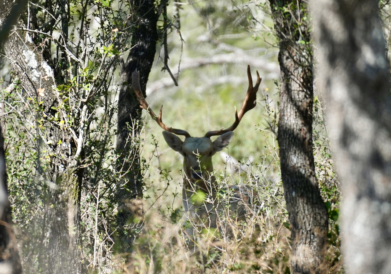 Texas Exotics Hunting Ranch – Texas Hill Country