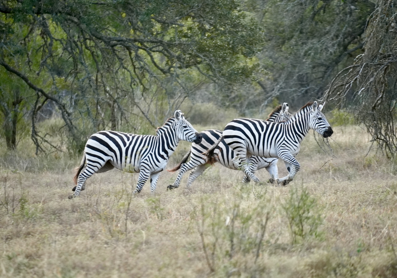 Texas Exotics Hunting Ranch - Texas Hill Country
