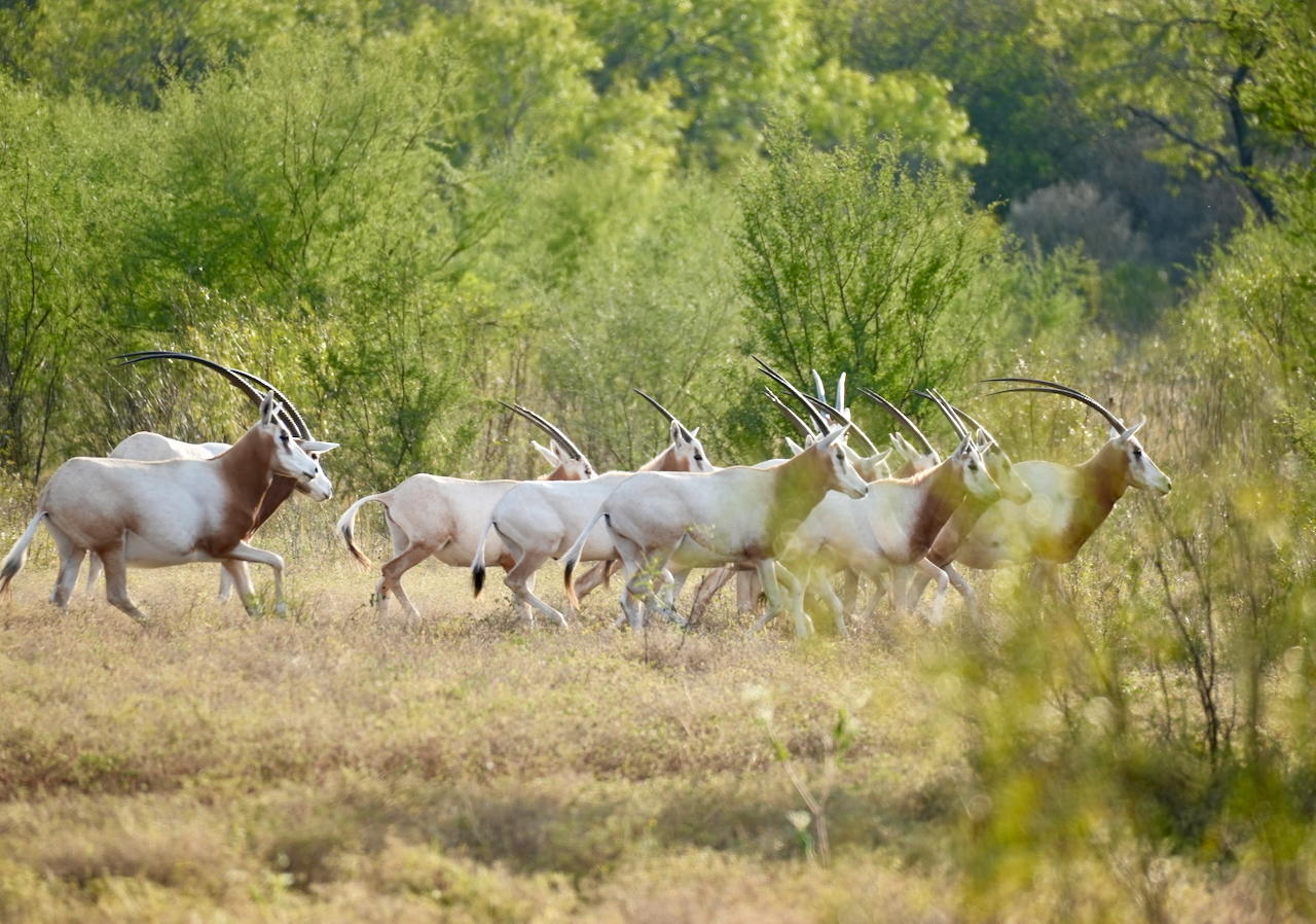 Texas Exotics Hunting Ranch - Texas Hill Country