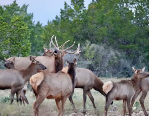 The photo shows a majestic elk with impressive antlers standing in a natural Texas Hill Country habitat, highlighting the large antelope species available for hunting at this Texas exotics ranch.