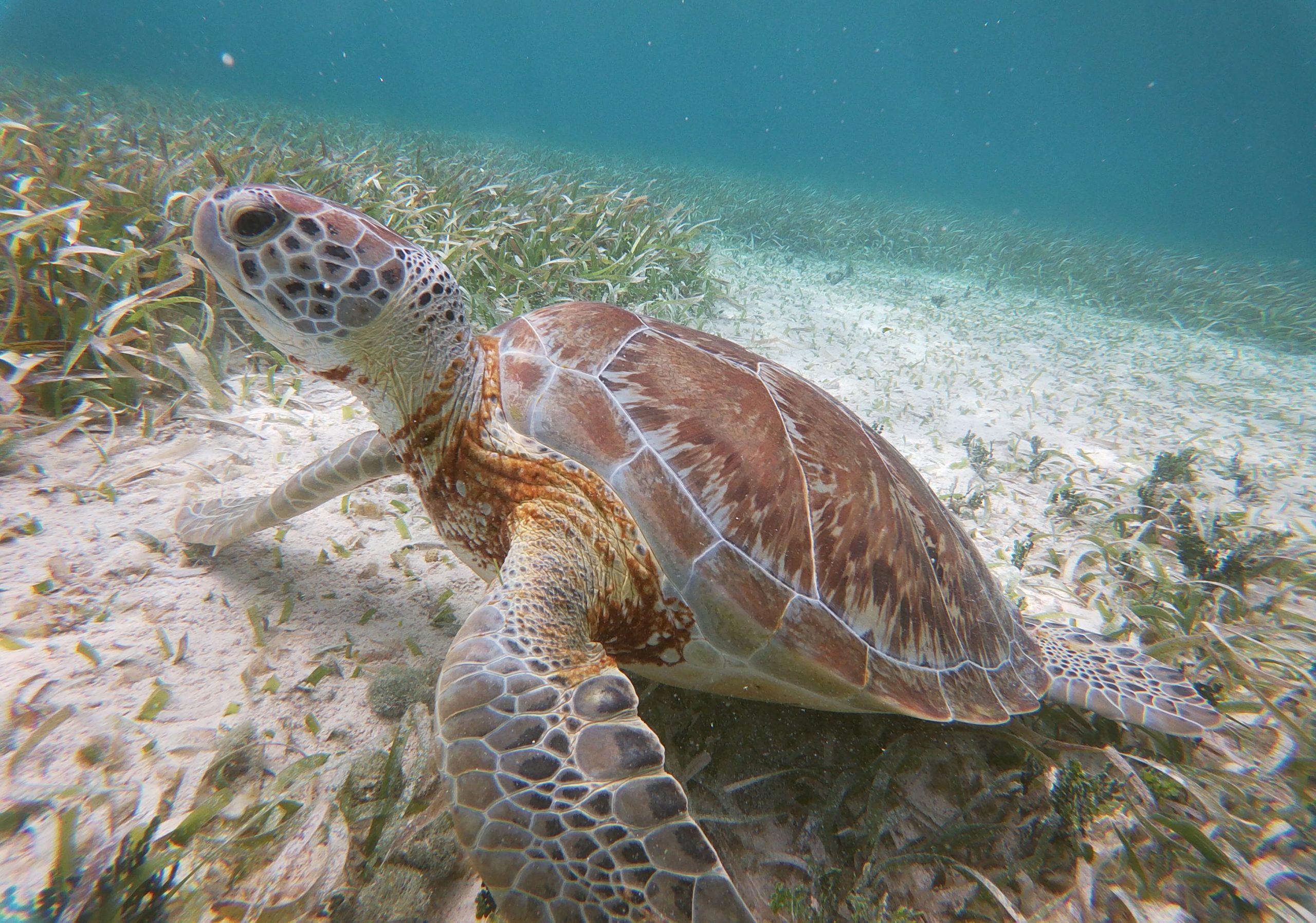 Belize Fishing & Touring | Grand Slam Flats, Barrier Reef & Mayan Ruins