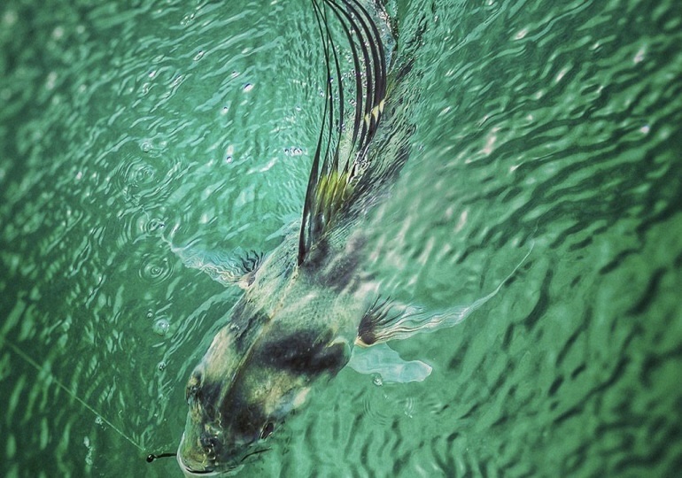 Costa Rica Fishing and Touring
