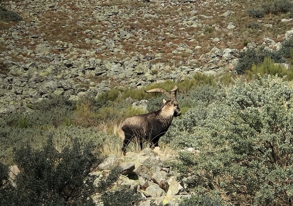 Spain Big Game Hunting and Touring