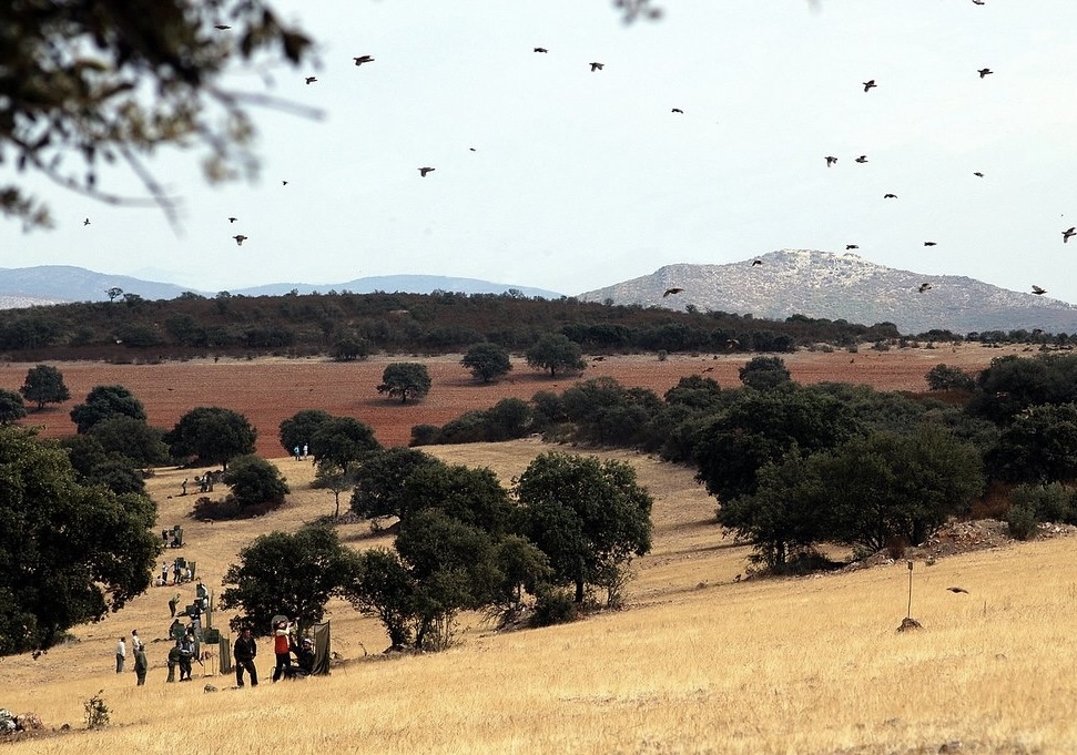 Spain Wingshooting and Touring