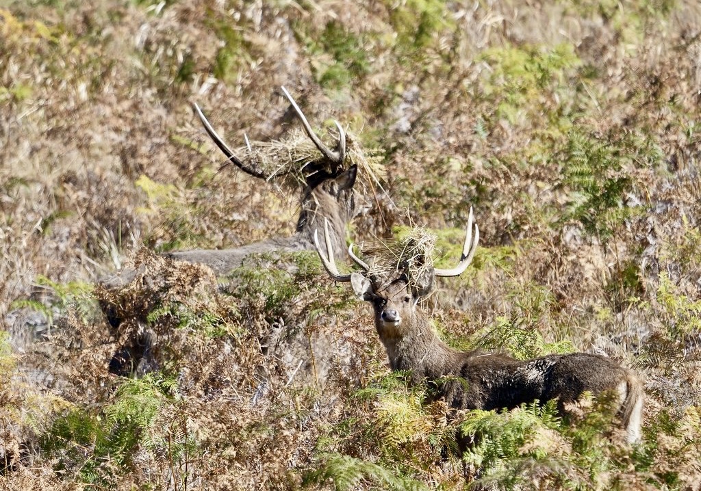 Australia Big Game Hunting and Touring