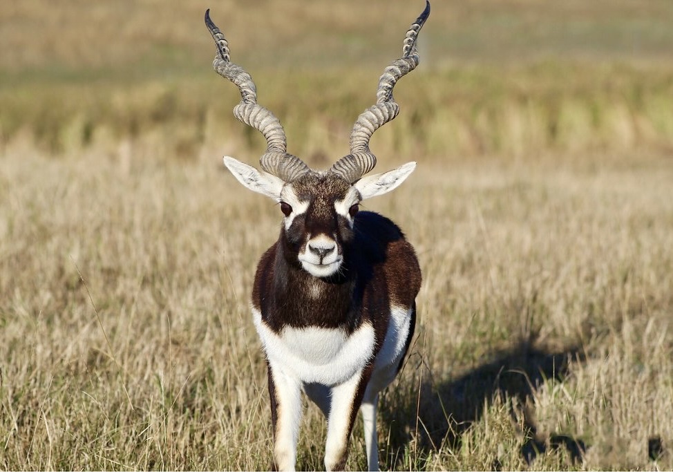 Australia Big Game Hunting and Touring