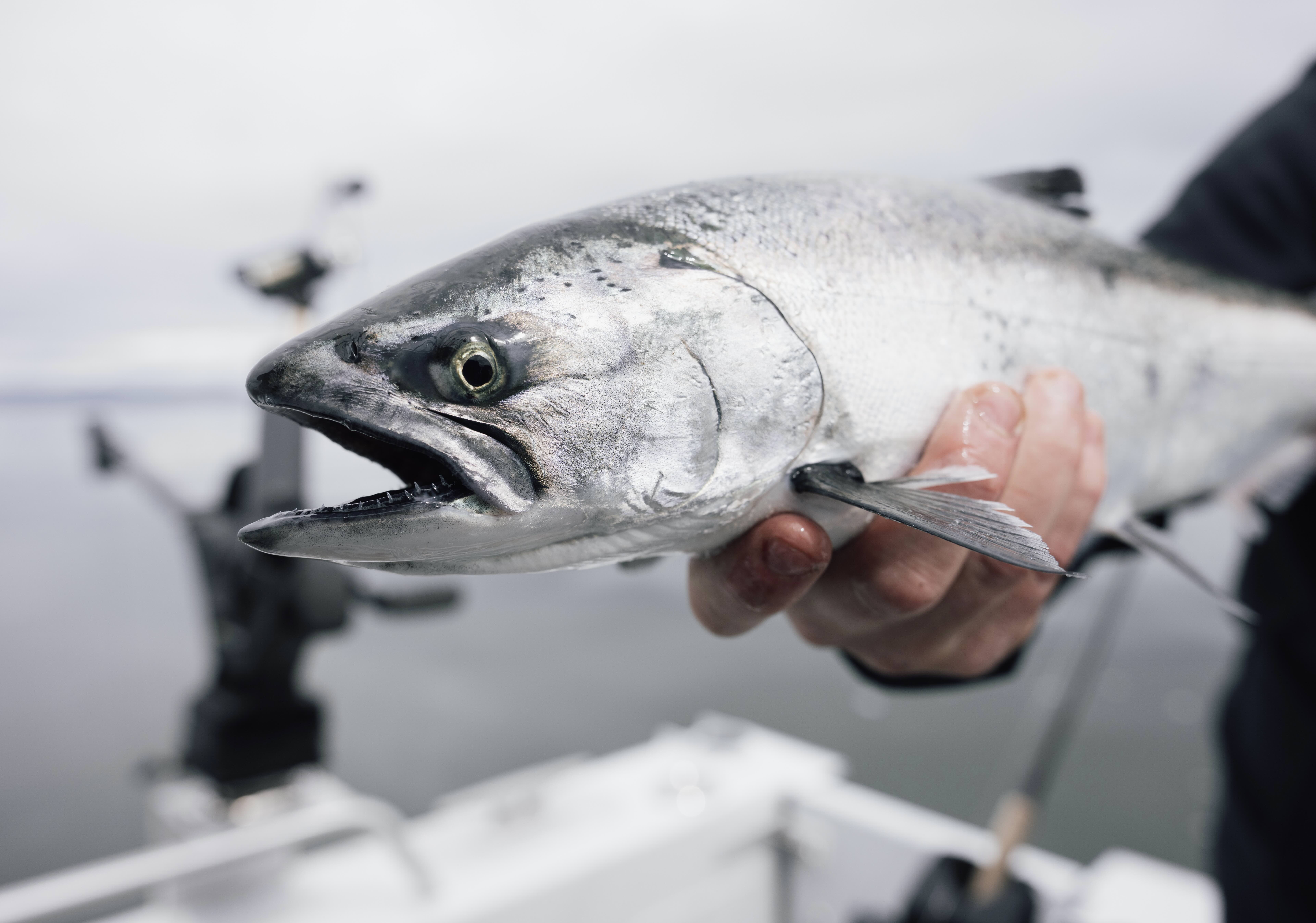 Alaska Adventure Lodge — Fishing, Bears, Whales & Glaciers on Prince of Wales