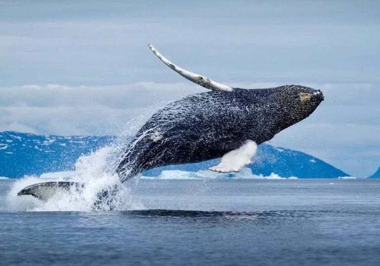 Alaska Adventure Lodge — Fishing, Bears, Whales & Glaciers on Prince of Wales Alaska Adventure Lodge — Fishing, Bears, Whales & Glaciers on Prince of Wales